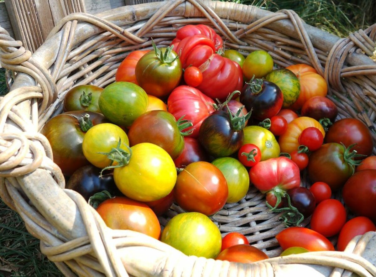 Pomidory prosto z pola