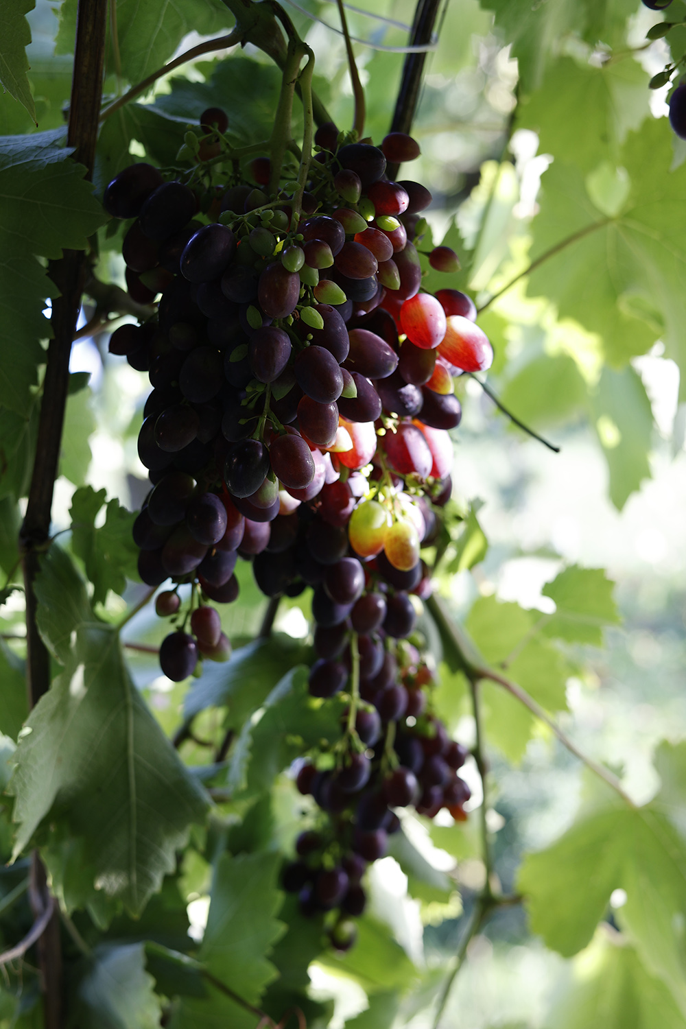 Winogrona ciemne podłużne