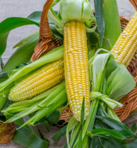 Ekologiczna kukurydza